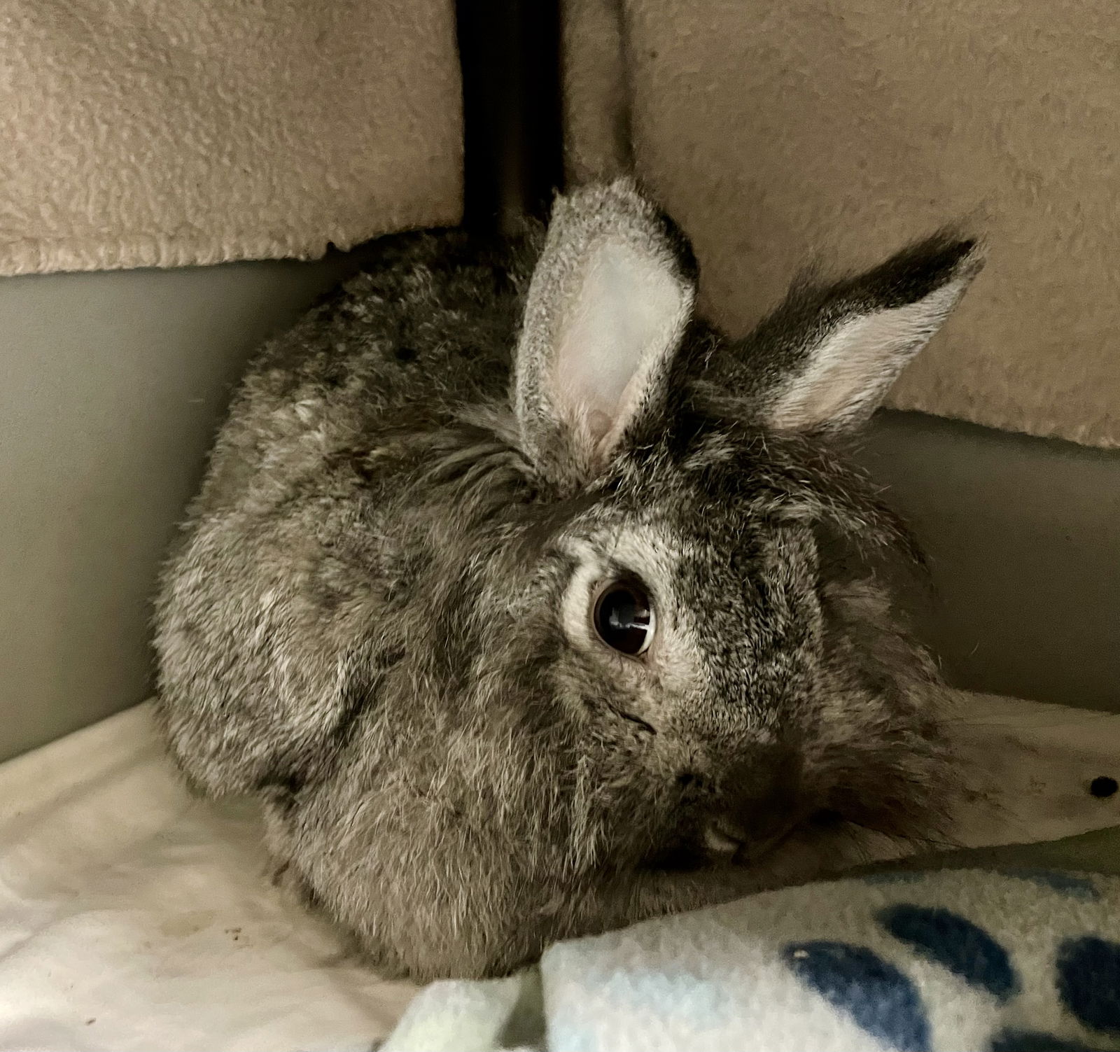 adoptable Rabbit in VAB, VA named 2409-0895 Pepper