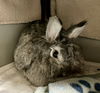 adoptable Rabbit in  named 2409-0895 Pepper