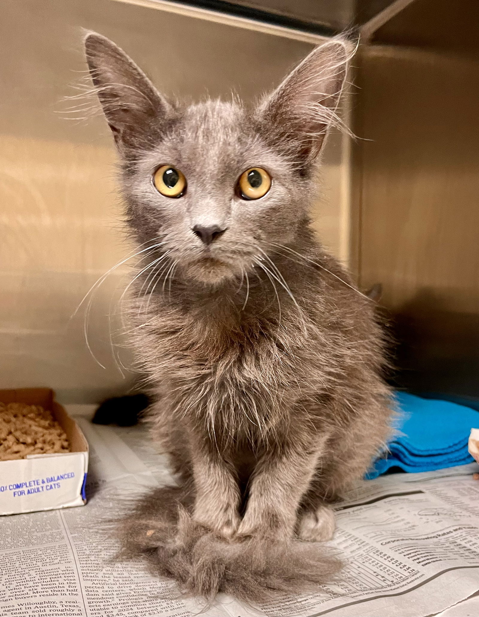 adoptable Cat in VAB, VA named 2409-0910 Fritz