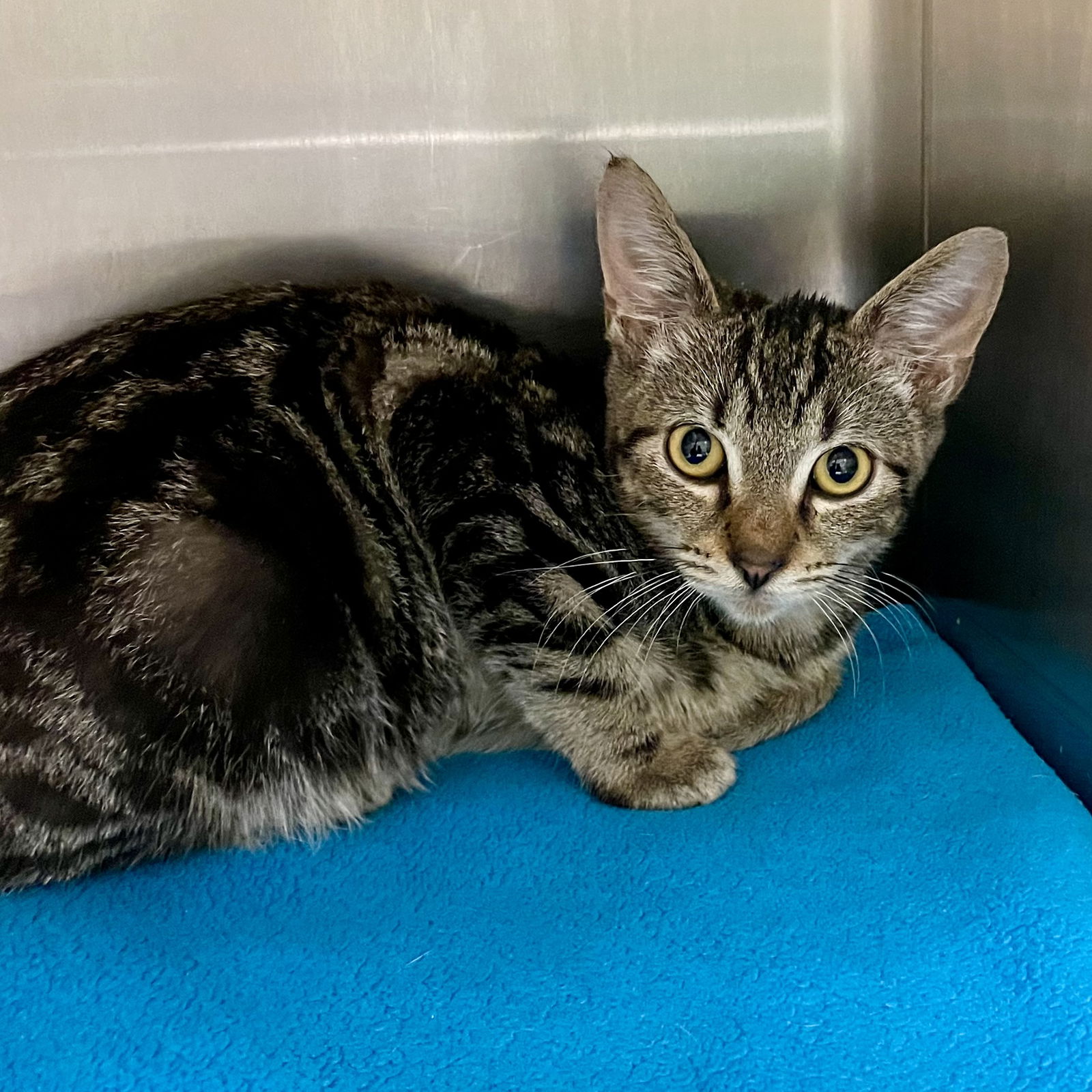 adoptable Cat in VAB, VA named 2409-0911 Stetson