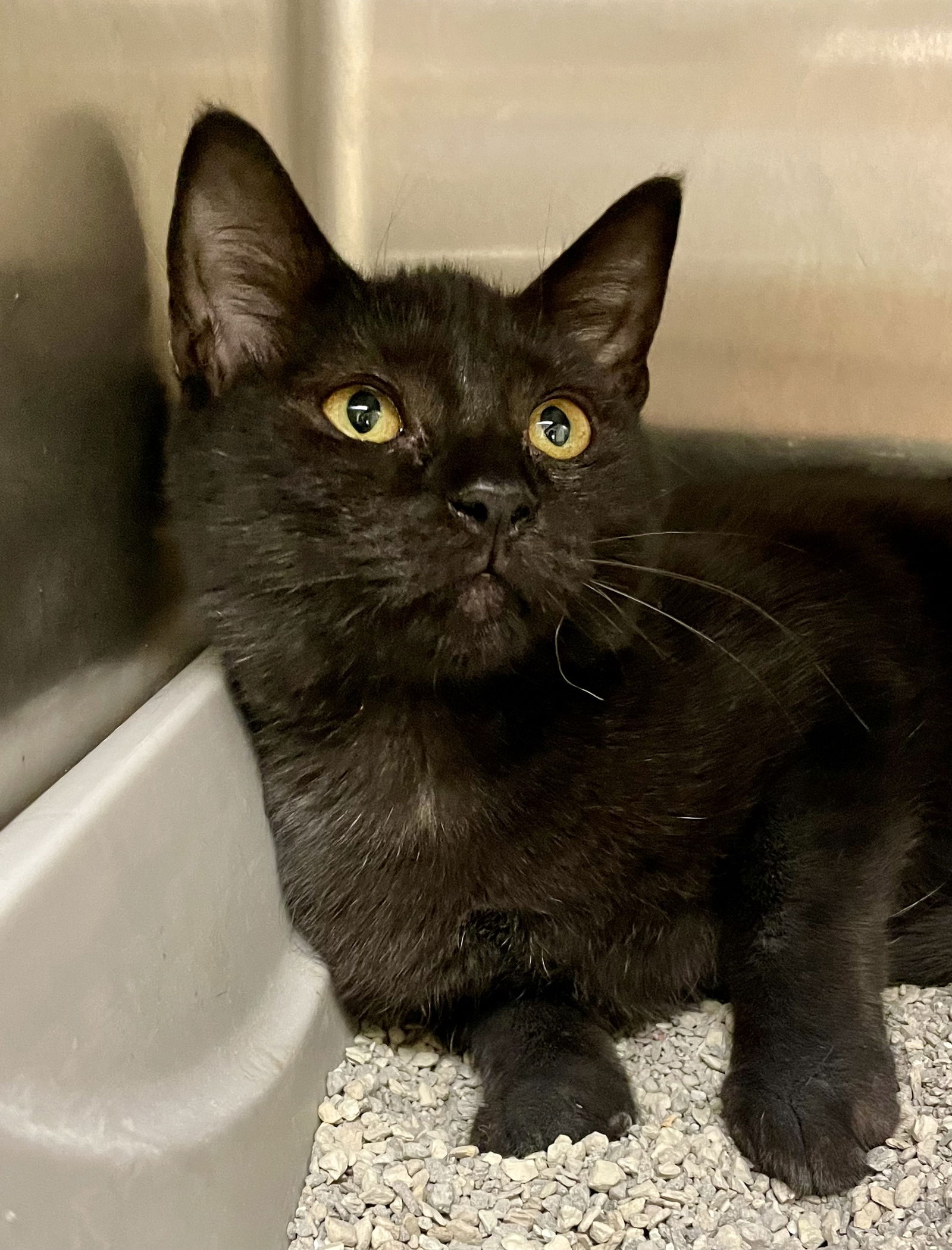 adoptable Cat in VAB, VA named 2407-0137 Boca