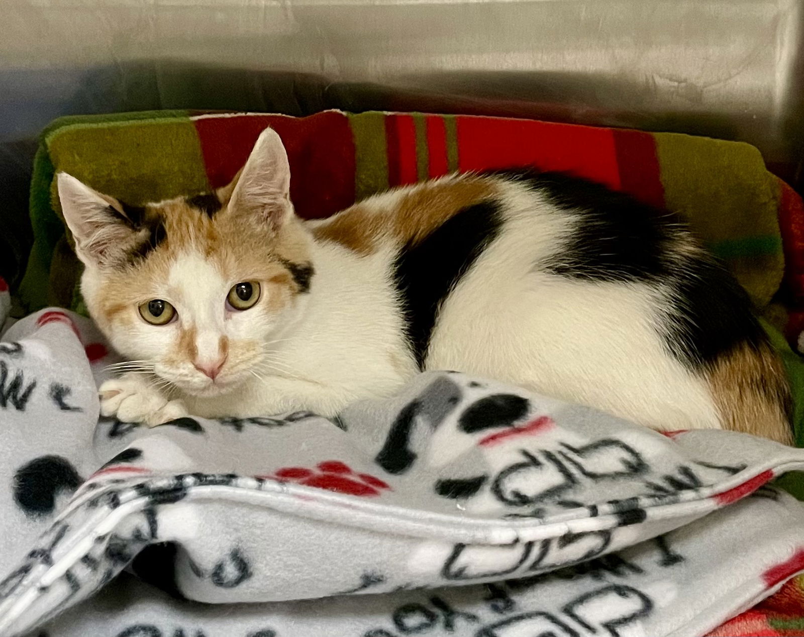 adoptable Cat in VAB, VA named 2408-0372 Chowder