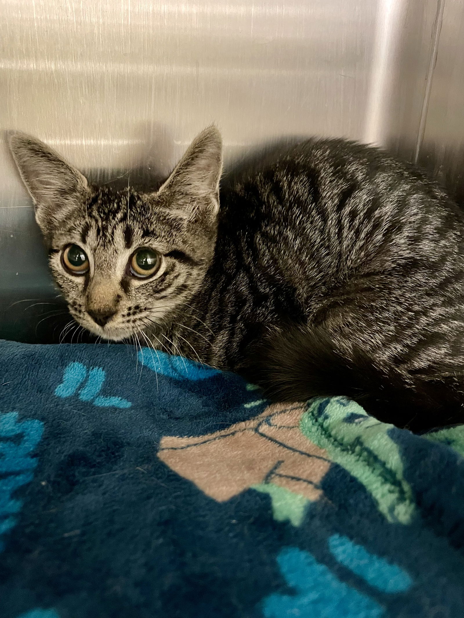 adoptable Cat in VAB, VA named 2409-0889 Bangle