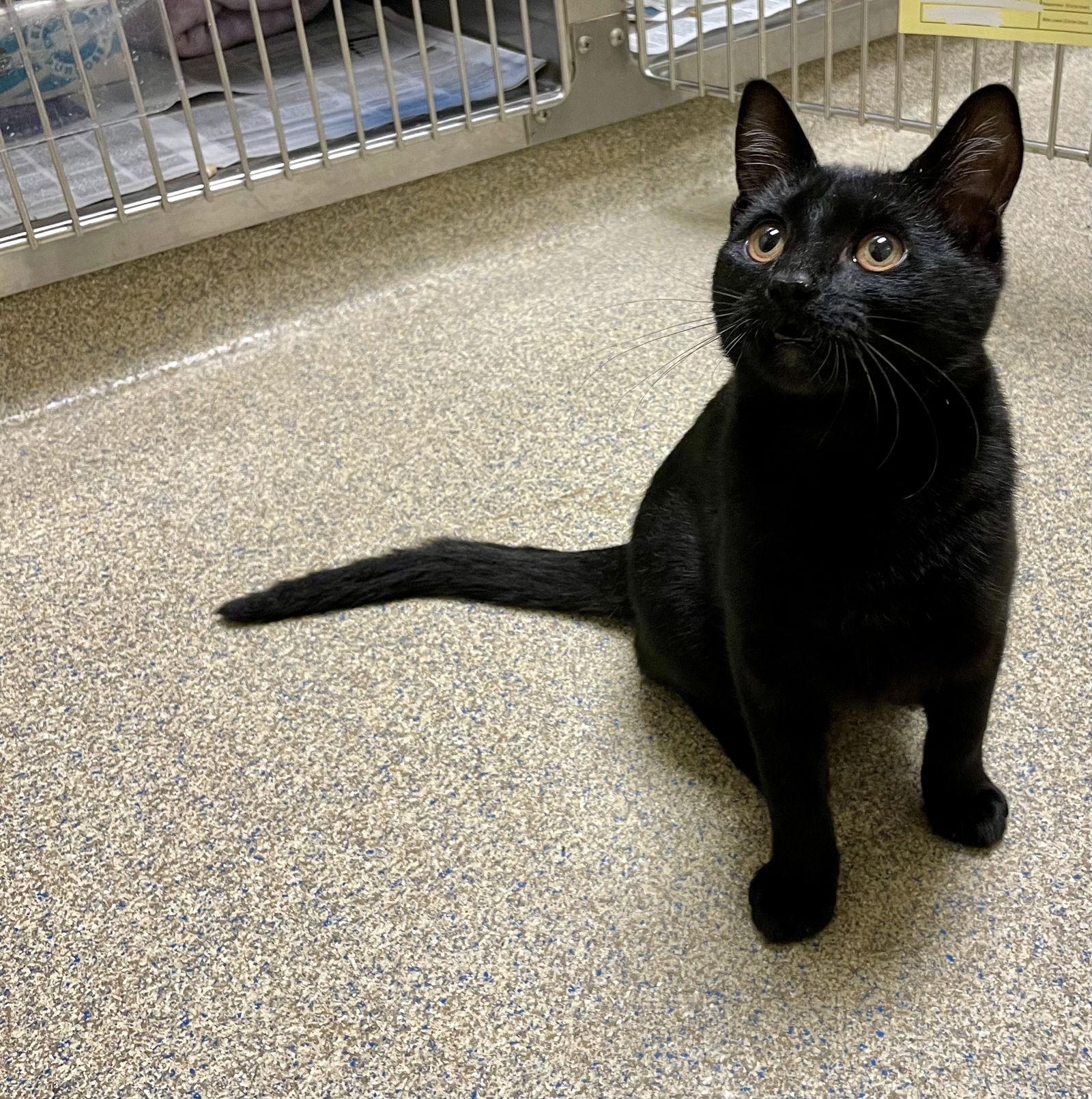 adoptable Cat in VAB, VA named 2409-0902 Mr. Sandman