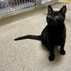 adoptable Cat in  named 2409-0902 Mr. Sandman (Available 9/22)