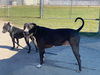 2410-0666 Lucky (Off Site Foster)