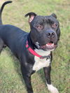 2410-0303 Dobby (Off Site Foster)