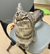 adoptable Cat in , VA named 2410-0267 Jean Paul