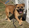 adoptable Dog in , VA named 2410-0394 Firestorm (Off Site Foster)