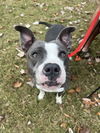 adoptable Dog in , VA named 2410-0501 Study Hall