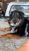 2410-0902 Scout FKA Blue (Off Site Foster)