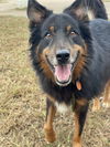 adoptable Dog in , VA named 2410-0902 Blue