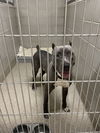 adoptable Dog in , VA named 2410-0056 Bozorg