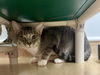 adoptable Cat in , VA named 2408-1081 Long John