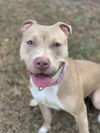 adoptable Dog in , VA named 2410-0132 Hazel (Off Site Foster)