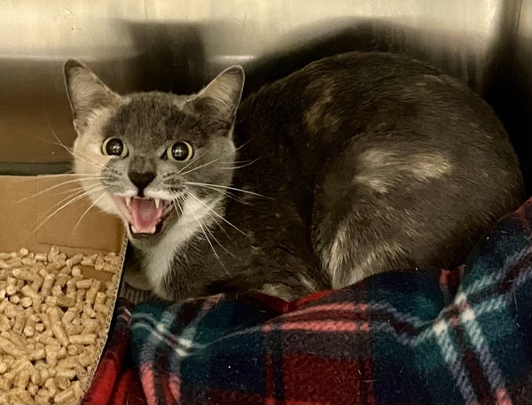 176083 Catalina (Off Site Foster)