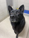 2410-0418 Buddy (Off Site Foster)