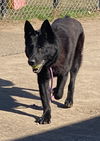 2410-0418 Buddy (Off Site Foster)