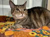 2502-0853 Brodie