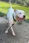 adoptable Dog in  named 176153 Colgate (Off Site Foster)
