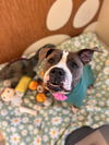 2411-0110 Callie (Off Site Foster)