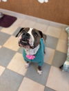 2411-0110 Callie (Off Site Foster)