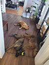 176467 Ember (Off Site Foster)