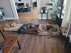 176467 Ember (Off Site Foster)