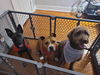 176467 Ember (Off Site Foster)