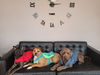 176467 Ember (Off Site Foster)