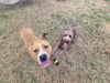 176467 Ember (Off Site Foster)