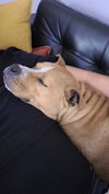 176467 Ember (Off Site Foster)