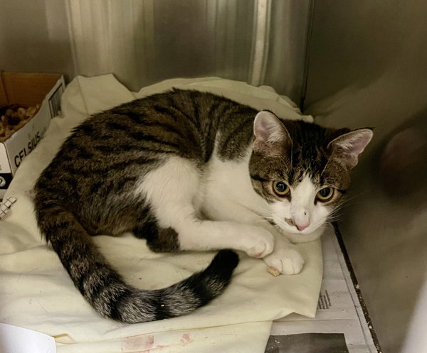 176531 Cresnkamish (Off Site Foster)