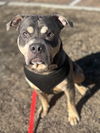 176993 Scar (Off Site Foster)