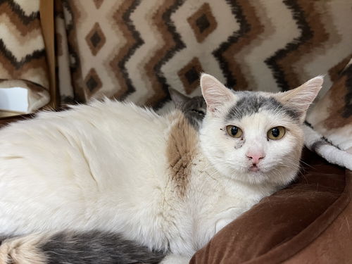 picture of the cat needing adoption