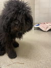 2503-0824 Prince Puddles (SPECIAL PLACEMENT)
