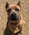 176928 Mia (Off Site Foster)