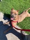 176928 Mia (Off Site Foster)