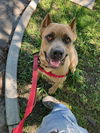 176928 Mia (Off Site Foster)