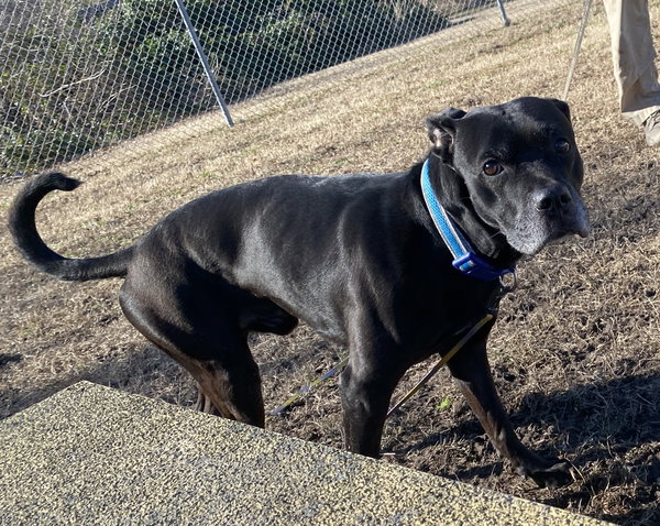 177402 Bruno