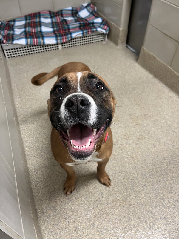 177485 Daisy Mae (Off Site Foster)