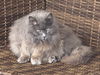 2503-0822 Missy (Off Site Foster)