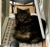 2502-0870 Nala (Off Site Foster)