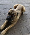 2503-0151 Coco