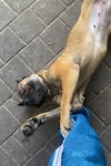 2503-0151 Coco