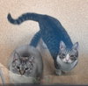 177910 Lady Clover/ 177911 Doolittle (BONDED PAIR)