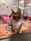 177910 Lady Clover/ 177911 Doolittle (BONDED PAIR)