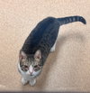 177910 Lady Clover/ 177911 Doolittle (BONDED PAIR)