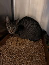 2503-0361 Sage (Off Site Foster)