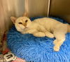 2503-0331 Muppet (Off Site Foster)
